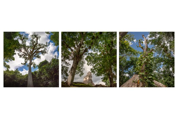 Junglistic Tikal