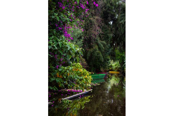 Exuberant Vegetation