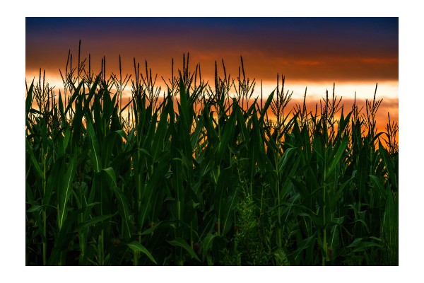 Corn Plantation at Dusk
